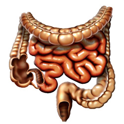 Do Colon Cleansing Products Aid Weight Loss?
