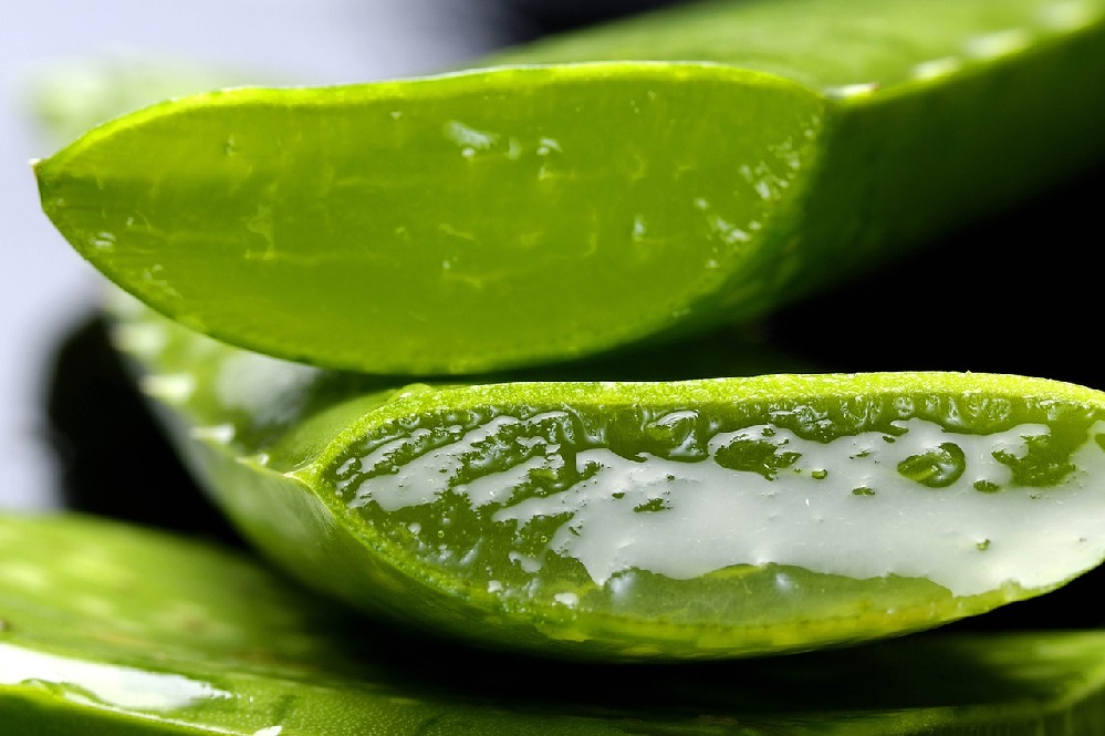 Should You Be Eating Your Aloe Plant for Weight Loss?